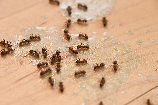 Best Affordable Pest Control Services  in Makaha, HI
