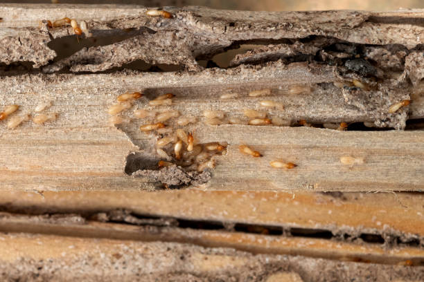 Best Termite Control Services  in Makaha, HI